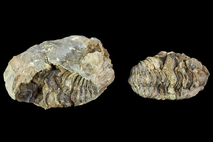 Fossil Calymene Trilobite Nodule - Morocco #106619